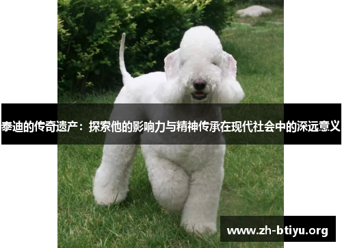 泰迪的传奇遗产：探索他的影响力与精神传承在现代社会中的深远意义